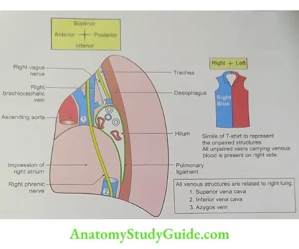 Mediastinal surface of right lung (all blue structures)