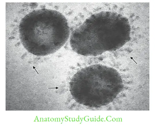 Miscellaneous Viruses Notes Coronavirus (Petal or club-shaped peplomers). Electron micrograph (arrows showing)