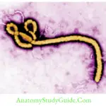 Miscellaneous Viruses Notes Ebola virus, filamentous shaped (Electron micrograph)