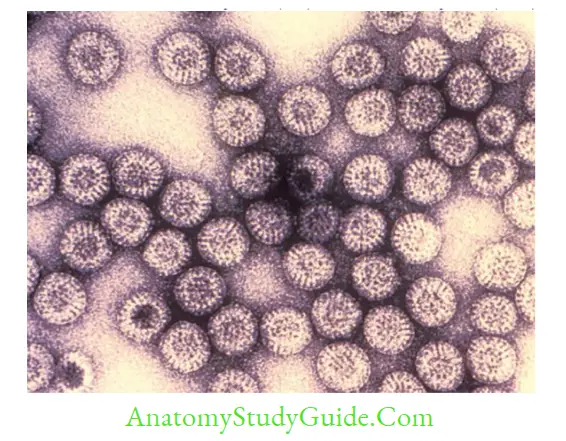 Miscellaneous Viruses Notes Rotavirus (electron micrograph)