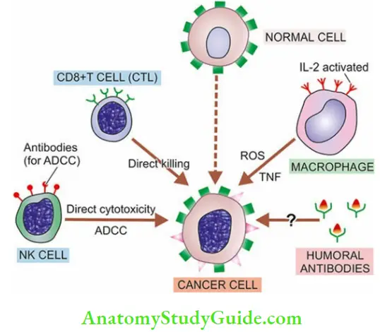 Molecular Basis Of Cancer Schematic Illustration Of Immune Responses In Cance