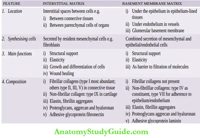 Extracellular Matrix And Cellular Communications Notes - Anatomy Study ...