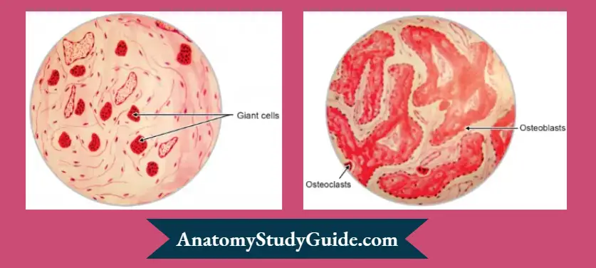 Monocytes and Macrophages