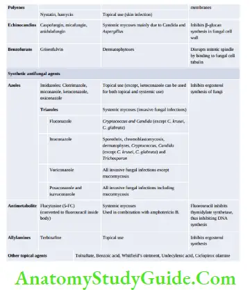 Fungal Infections: Symptoms, Types, And Treatment - Anatomy Study Guide