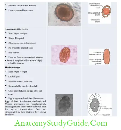 Nematodes Characteristics or identifying features of eggs of intestinal nematodes 1