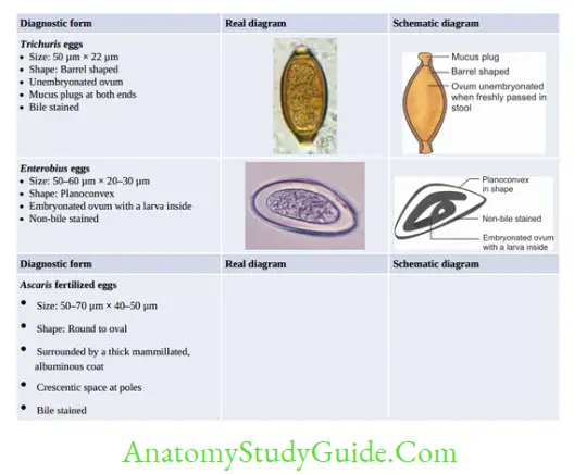 Nematodes Characteristics or identifying features of eggs of intestinal nematodes