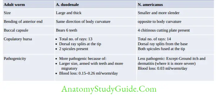 Nematodes Differences between adult worm of Ancylostoma duodenale and Necator americanus
