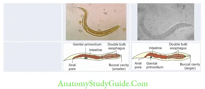 Nematodes Differences between rhabditiform larva of hookworm and Strongyloides 1