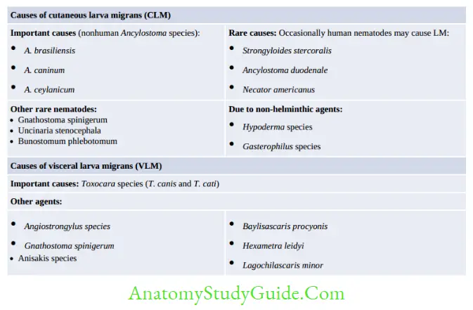 Nematodes Etiology of larva migrans (LM)