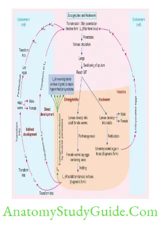 Nematodes Life cycles of Trichuris, Enterobius and Ascaris 1