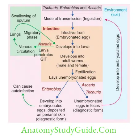 Nematodes Life cycles of Trichuris, Enterobius and Ascaris