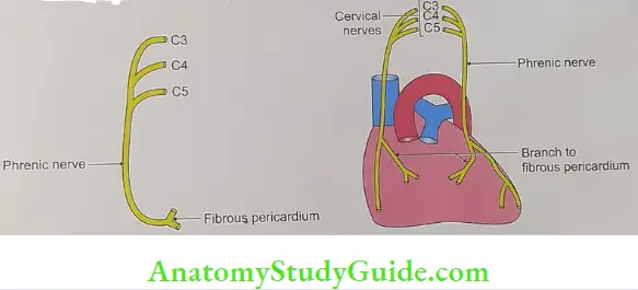 Nerve supply of fibrous and parietal Nerve supply of fibrous pericardium pericardia