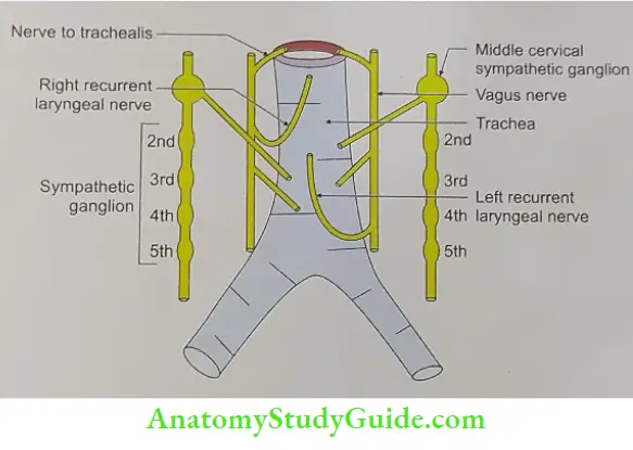 Nerve supply of trachea