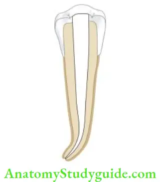 Obturation Of Root Canal System Canal should be continuous funnel shape from orifie to apex.