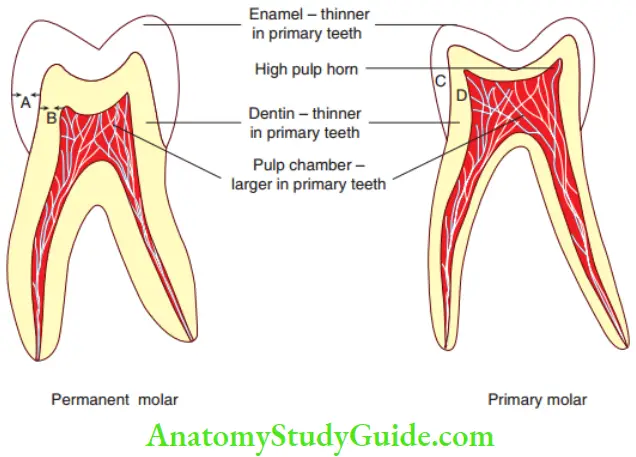 Paediatric Operative Dentistry An Overview Comparision Between The Thickness Of Enamel And Dentin In Primary And Permanent Teeth.