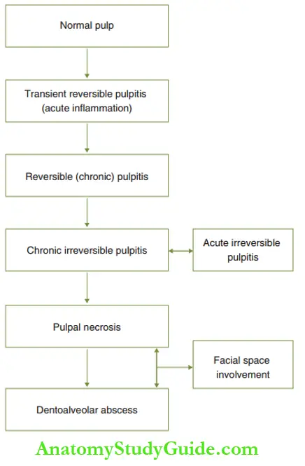 Peadiatric Endodontics An Overview Pathophysiology Or Sequelae Of Inflammation Of The Dental Pulp