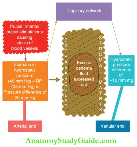 Peadiatric Endodontics An Overview Stasis Of Blood Causing Oedema Of The Stromal Matrix