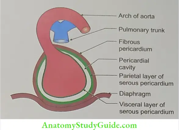 Pericardium And Heart General arrangement of parietal and visceral layers of pericardium