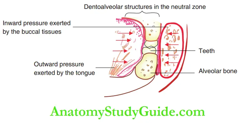 Pernicious Oral Habits Notes The dentoalveolar structures exist in a zone between opposing vectors of forces, the neutral zone.