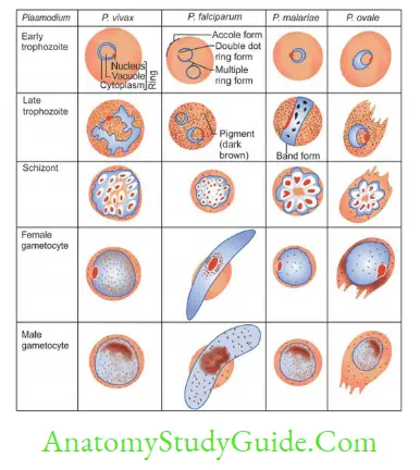 Plasmodium Species And Babesia Notes - Anatomy Study Guide