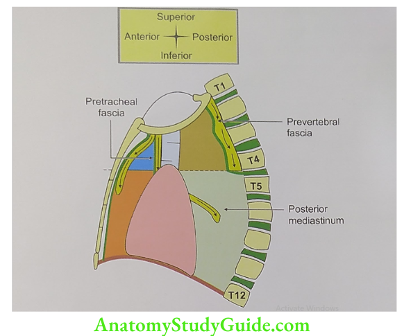 Possible roots of spread of infection