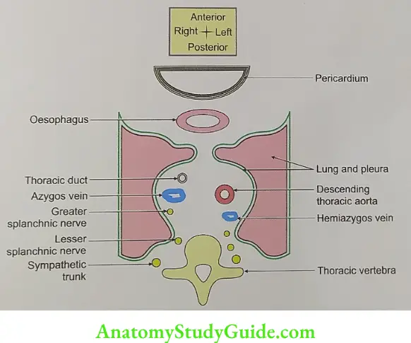 Posterior mediastinum