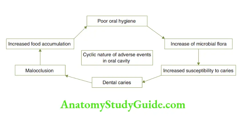 Preventive Orthodontics notes The vicious cycle between poor oral hygiene, dental caries and malocclusion