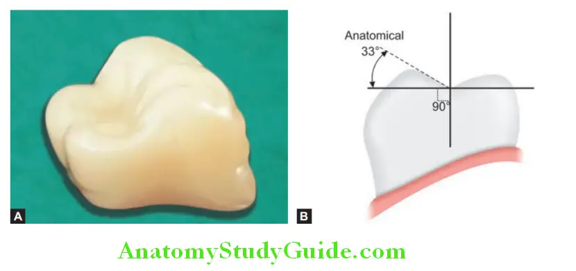 Prosthetic Teeth anatomical tooth with 33° cuspal angulation