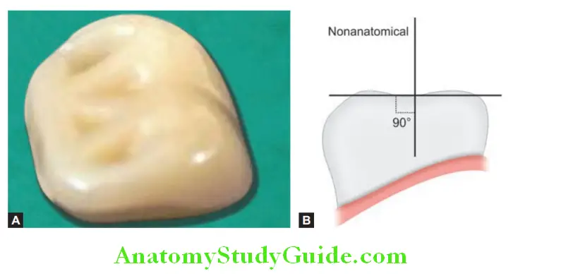 Prosthetic Teeth onanatomic tooth with 0° cuspal angulation or flat cusps