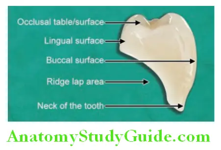 Prosthetic Teeth parts and surfaces of tooth