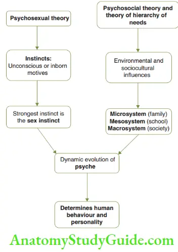 Psychoanalytical Viewpoint Psychosexual Theory Schematic Representation Of A Psychoanaltic Or Psychodynamic Viewpoint