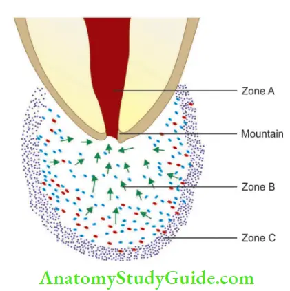Rationale Of Endodontic Treatment Notes Kronfeld’s mountain pass theory.