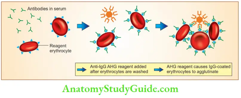 Red Blood Cells and Bleeding Disorders Indirect antiglobulin test