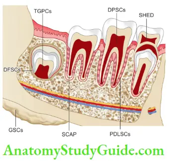Regenerative Endodontic Line Diagram Showing Different Types Of Stem Cells Of Dental Origin