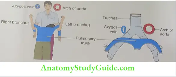 Relations of trachea, bronchus, pulmonary trunk, azygos vein and arch of aorta