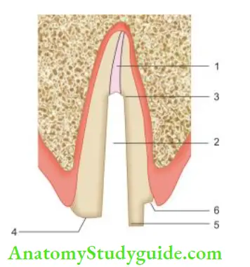Restoration Of Endodontically Treated Teeth Features of successful design of post and core.