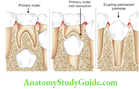 Root Resorption Permanent Tooth Bud Under Primary Tooth, Primary Molar Root Resorption, Erupting Permanent Premolar