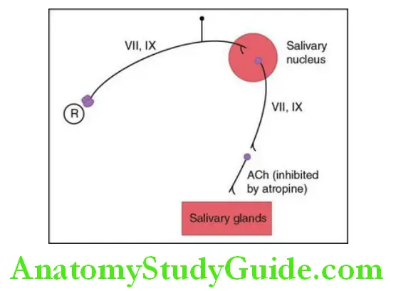 Saliva components of unconditioned salivary reflex