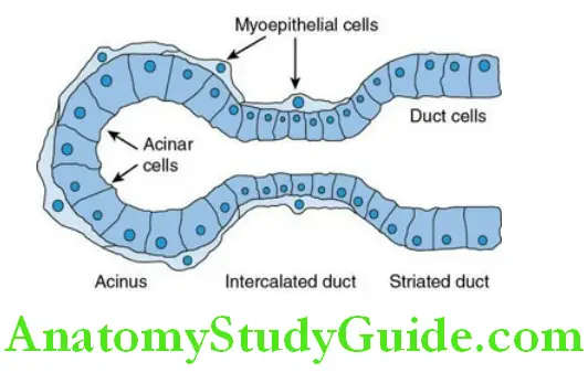 Saliva histology of salivary gland