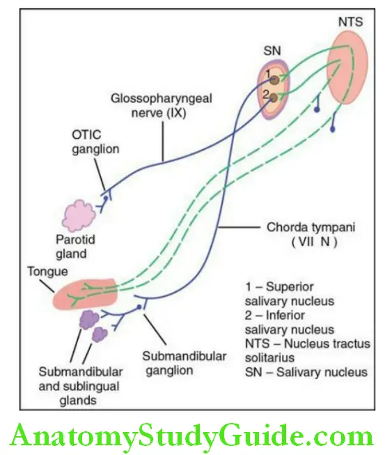 Saliva parasympathetic nerve suplly to the salivary glands