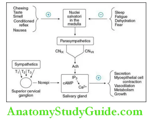 Saliva regulation of salivary gland secretion by higher centres