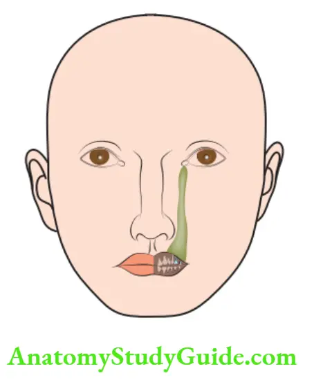 Spread Of Dentoalveolar Extraoral manifestation of canine space involvement shaded area is the region of swelling