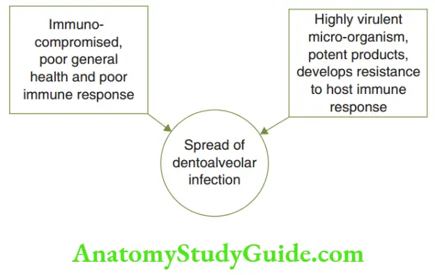 Spread Of Dentoalveolar Infection Pathogenesis of a spreading infection