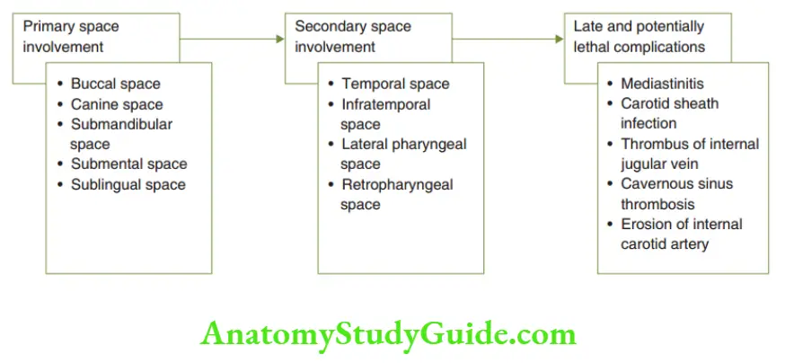 Spread Of Dentoalveolar Primary spaces involved, secondary spaces involved and potentially lethal complication of dentoalveolar infection