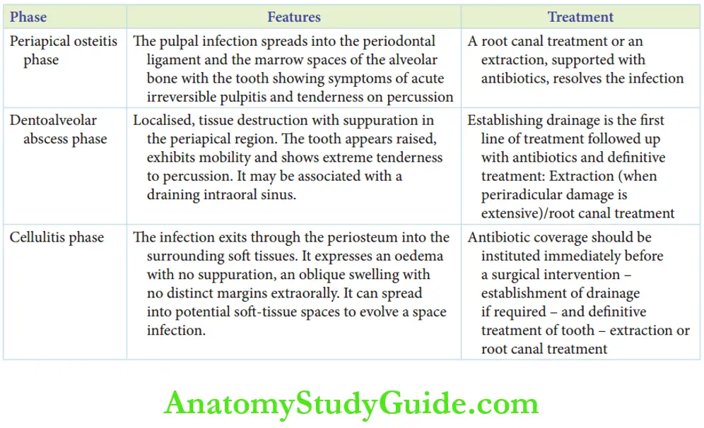 Spread Of Dentoalveolar Three phases of acute dentoalveolar infection