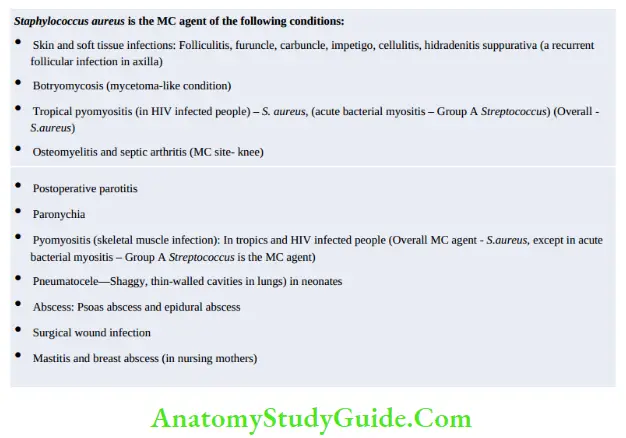 Staphylococcus Aureus Notes - Anatomy Study Guide