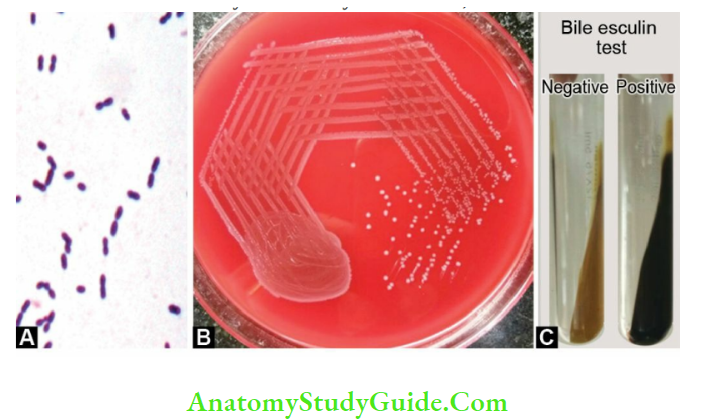 Streptococcus, Enterococcus, And Pneumococcus Antigenic Enterococcus. A. Gram-positive oval cocci in pairs; B. Translucent non-hemolytic colonies on blood agar; C.