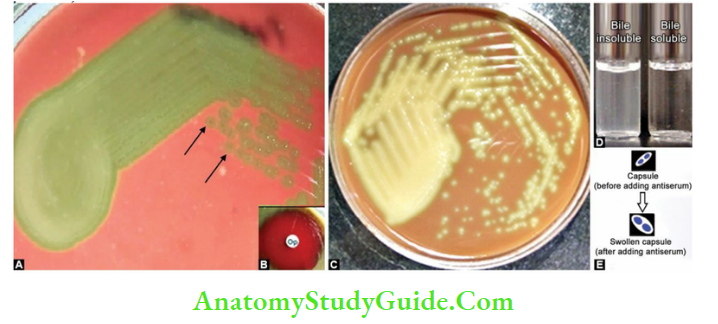 Streptococcus, Enterococcus, And Pneumococcus Antigenic Properties of pneumococci A. α hemolytic draughtsman-shaped colonies on blood agar; B. Sensitive to