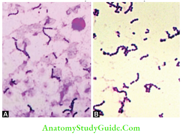 Streptococcus, Enterococcus, And Pneumococcus Antigenic Streptococci A. In Gram stained smear of pus;B. In culture smear showing gram-positive cocci in chains