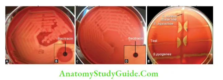 Streptococcus, Enterococcus, And Pneumococcus Streptococcus pyogenes A. Growth on blood agar with wide zone of beta hemolysis around the pin point